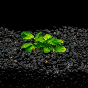 Anubias Nana "Petite"