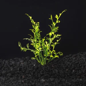 Water Sprite Lace | Indian Fern