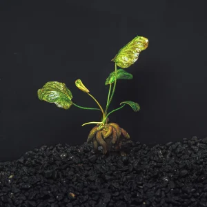Banana Plant | Nymphoides Aquatica