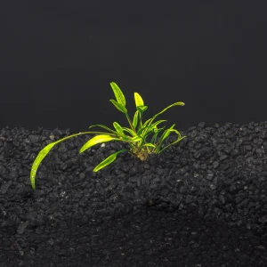 Cryptocoryne Lucen