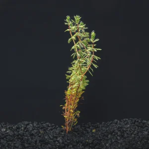 Dwarf Red Parrot's Feather
