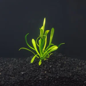 Dwarf Sagittaria