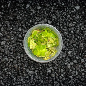 Giant Duckweed - Spirodela polyrhiza