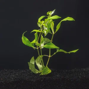 Hygrophila Willow | Hygrophila Angustifolia