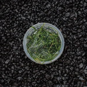 Java Moss
