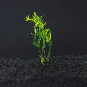 Lace Java Fern "Windelov"