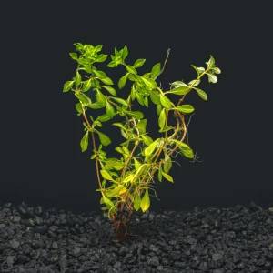 Ludwigia Arcuata ' Needle Leaf'