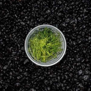 Spiky Moss | Taxiphyllum 'Spiky'