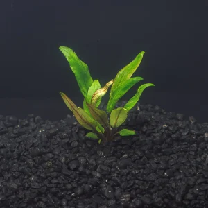 Cryptocoryne Undulata