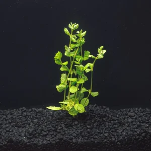 Water Wisteria | Hygrophila Difformis
