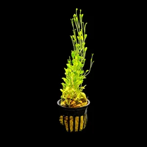 Glossostigma