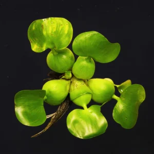Water Hyacinth | Eichhornia Crassipes