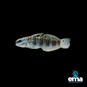 Biota Captive Bred Sleeper Banded Goby