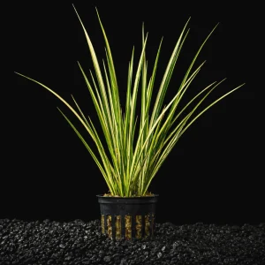 Sweet Flag Grass Variegated | Sweet Flag Acorus Calamus Variegatus