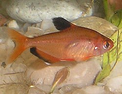 [ARRIVED 7-MAR-2026] Serpae Tetra 2-4cm