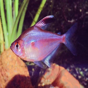 Bleeding Heart Tetra 3.5cm