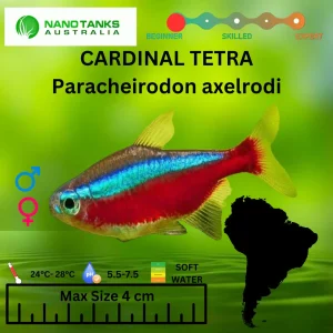 [ARRIVED 6-MAR-2026] Cardinal Tetra 3-5cm