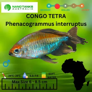 [ARRIVED 24-JAN-2026] Congo Tetra 3-6cm (Phenacogrammus interruptus)