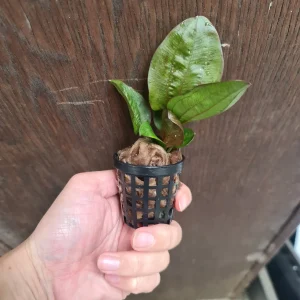 Echinodorus reni on pot
