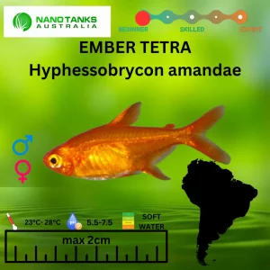 [ARRIVED 6-MAY-2026] Ember Tetras Hyphessobrycon amandae 1-3cm