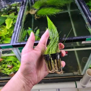 [ARRIVED 7-MAR-2026] Hair Grass on Pot