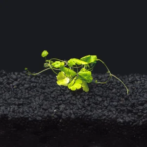 Hydrocotyle tripartita  "Japan"