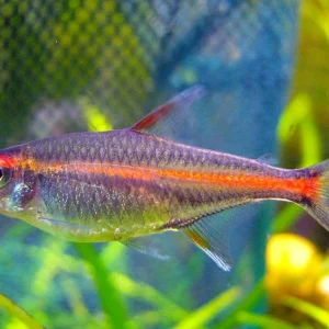 [ARRIVED 8-APR-2025] Glowlight Tetra 2-4cm