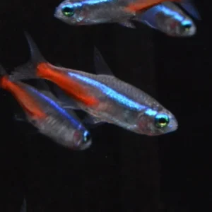 [ARRIVED 26-MAR-2026] Neon Tetra 2-3cm