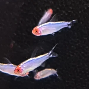 [ARRIVED 24-SEP-2025] Platinum Brilliant Rummynose Tetra 3-5cm