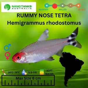 [ARRIVED 7-MAR-2026] Rummy Nose Tetra 3-5cm