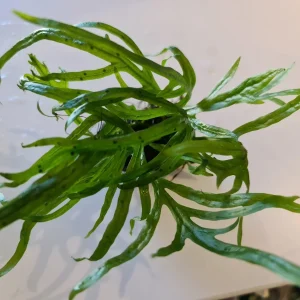 Trident Java Fern on piece