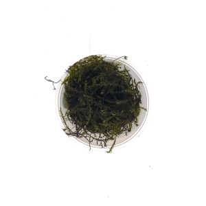 Willow Moss | Fontinalis antipyretica