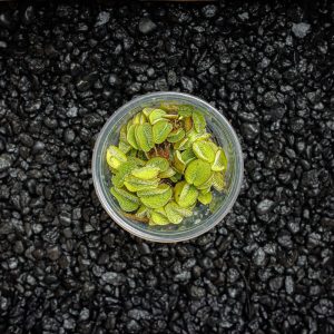 Salvinia Minima | Water Spangle