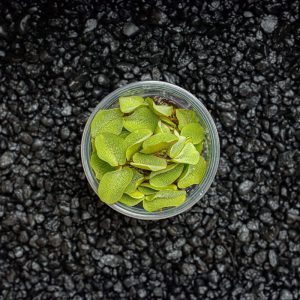 Salvinia Natans