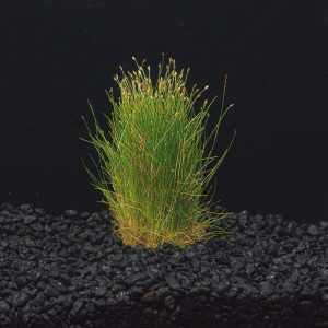 Dwarf Hair Grass Mini | Eleocharis Parvula Mini