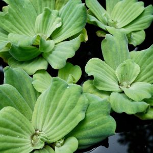 Water Lettuce | Pista Stratiotes