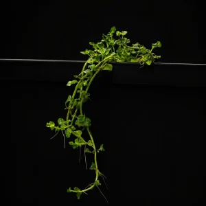 Water Mint | Mentha Aquatica